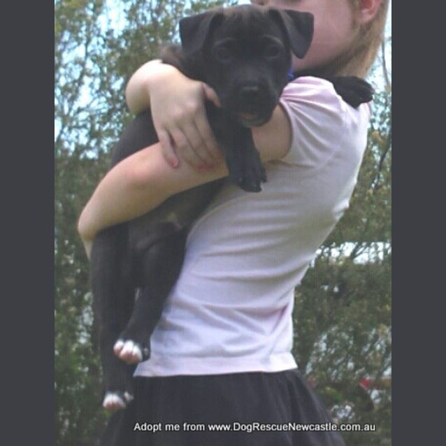 Photo of Saboo (On Trial 1/1/15)~ Labrador X Mastiff