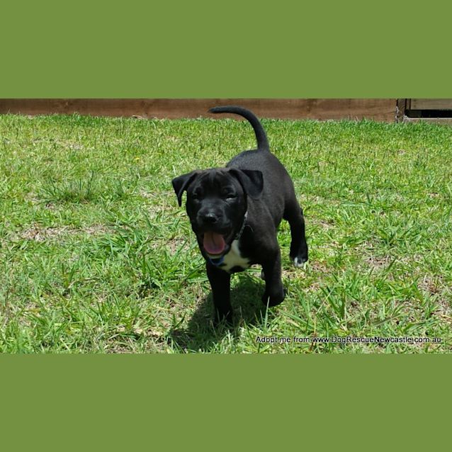 Photo of Saboo (On Trial 1/1/15)~ Labrador X Mastiff