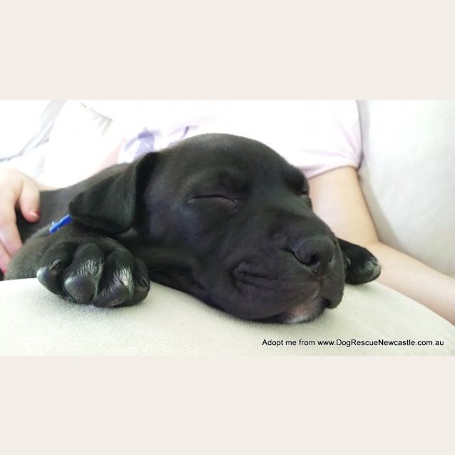 Photo of Saboo (On Trial 1/1/15)~ Labrador X Mastiff