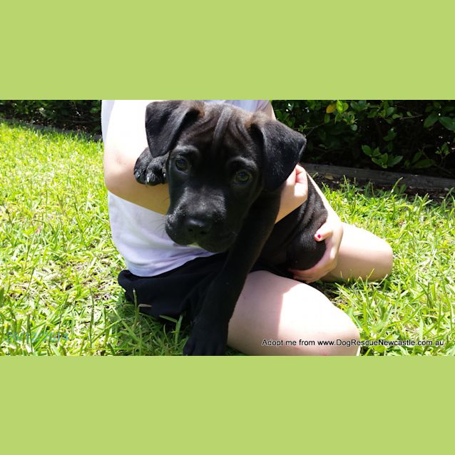 Photo of Saboo (On Trial 1/1/15)~ Labrador X Mastiff