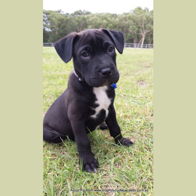 Photo of Saboo (On Trial 1/1/15)~ Labrador X Mastiff