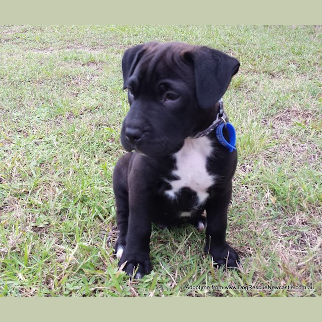 Photo of Saboo (On Trial 1/1/15)~ Labrador X Mastiff