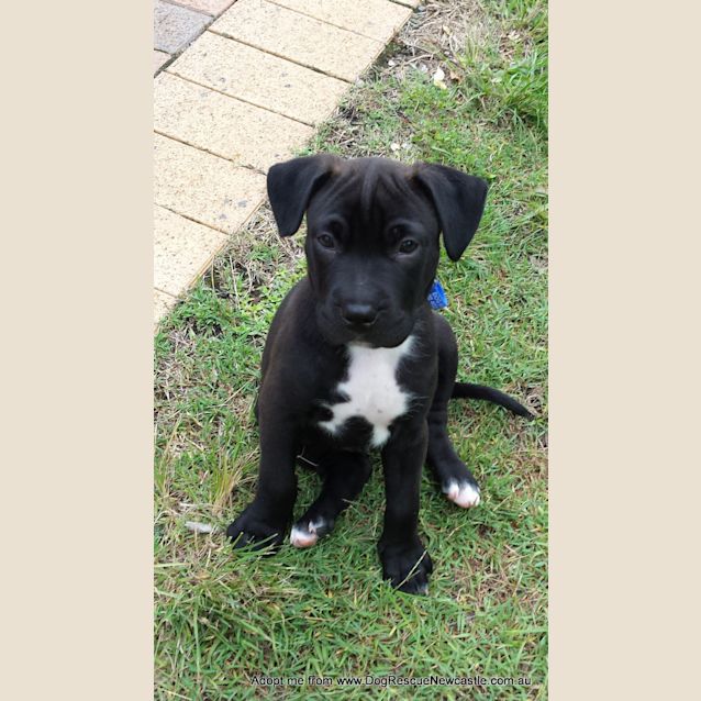 Photo of Saboo (On Trial 1/1/15)~ Labrador X Mastiff