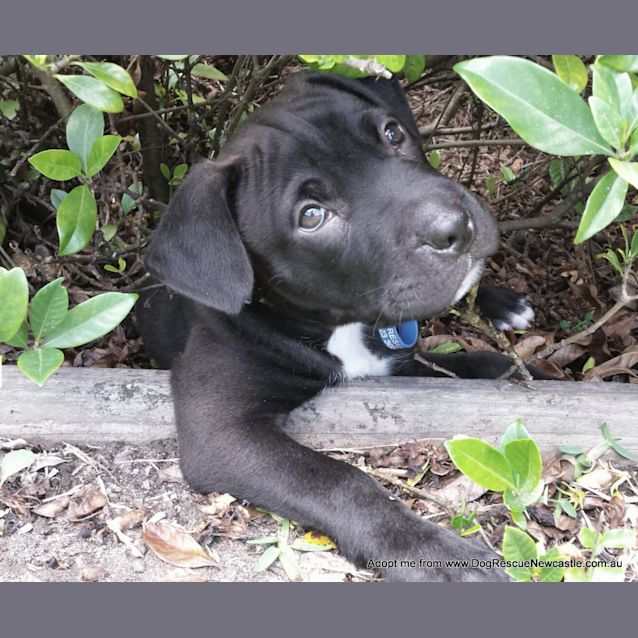 Photo of Saboo (On Trial 1/1/15)~ Labrador X Mastiff