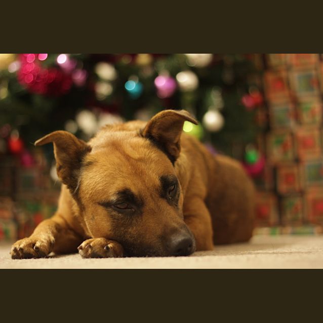 Photo of Kimba