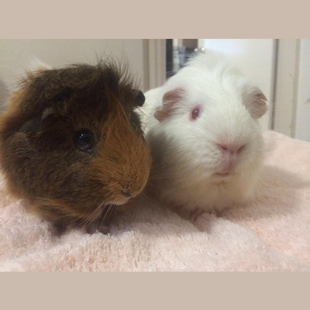 Photo of Kip And Benson