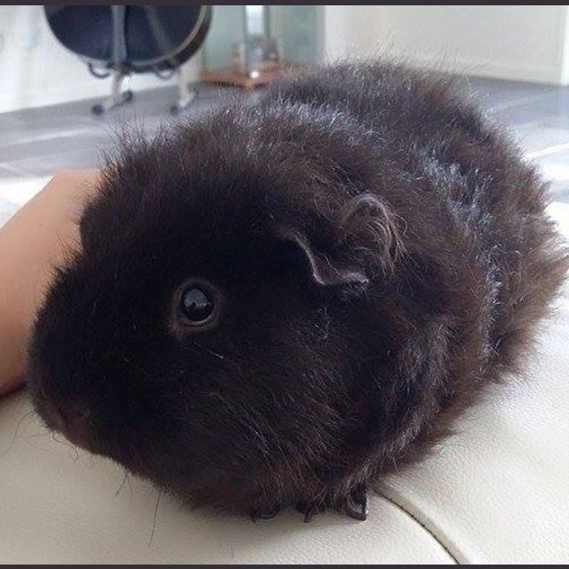 Photo of Molly