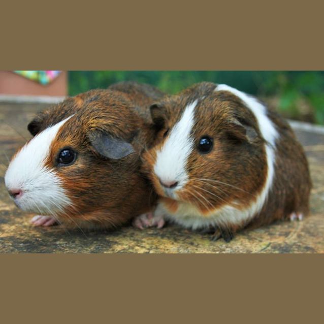 Photo of Teatree And Potato
