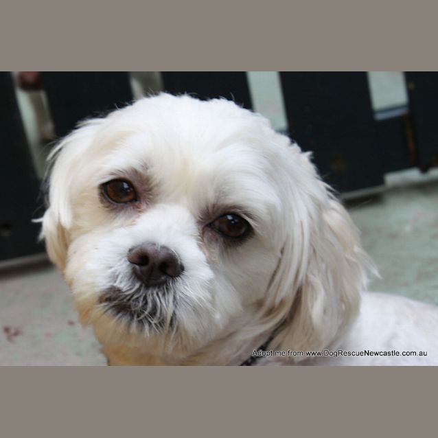 Photo of Louie (On Trial 31/12/14)~ Maltese X Shih Tzu