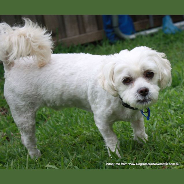 Photo of Louie (On Trial 31/12/14)~ Maltese X Shih Tzu