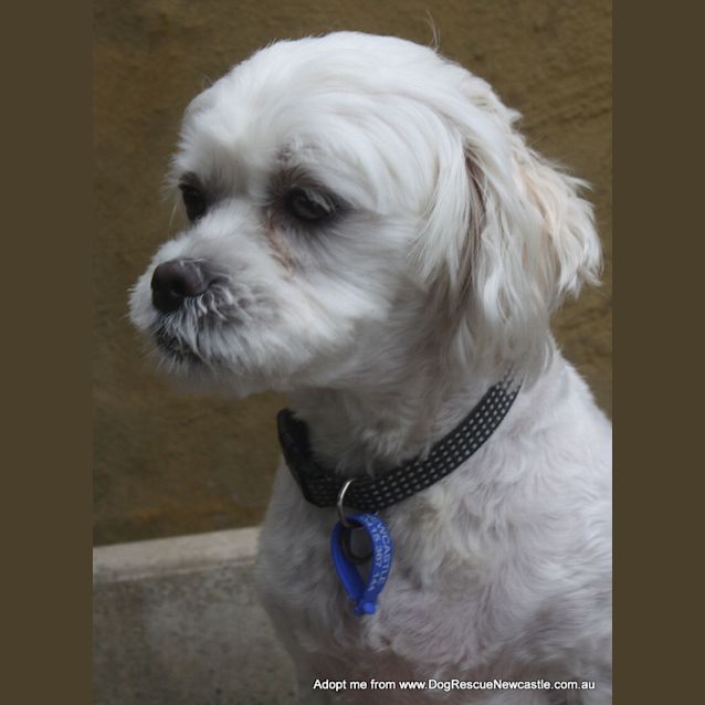 Photo of Louie (On Trial 31/12/14)~ Maltese X Shih Tzu