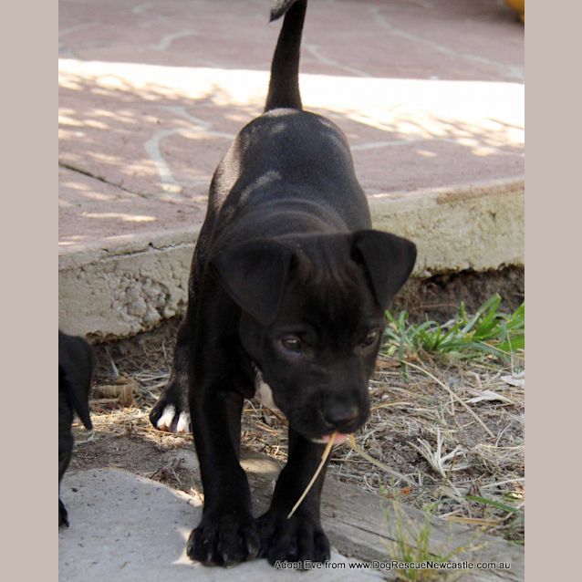 Photo of Eve (On Trial 7/1/15) ~ Labrador X Mastiff