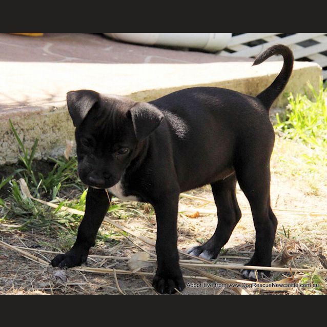 Photo of Eve (On Trial 7/1/15) ~ Labrador X Mastiff