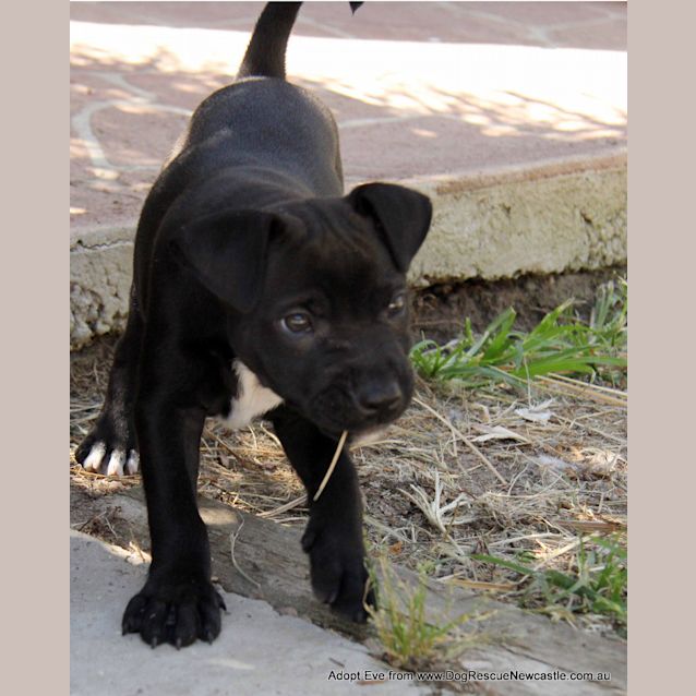 Photo of Eve (On Trial 7/1/15) ~ Labrador X Mastiff