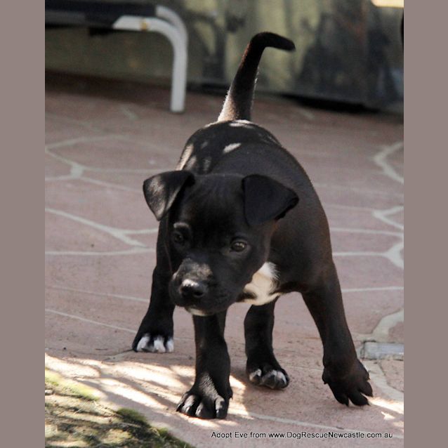 Photo of Eve (On Trial 7/1/15) ~ Labrador X Mastiff