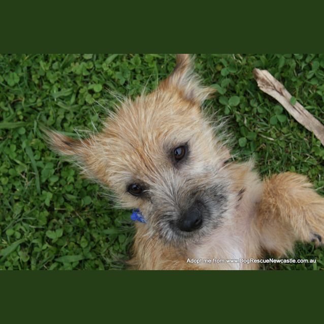 Photo of Malison (On Trial 30/12/14)~ Pom X Terrier Pup