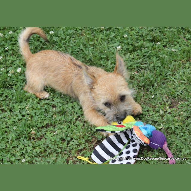 Photo of Malison (On Trial 30/12/14)~ Pom X Terrier Pup