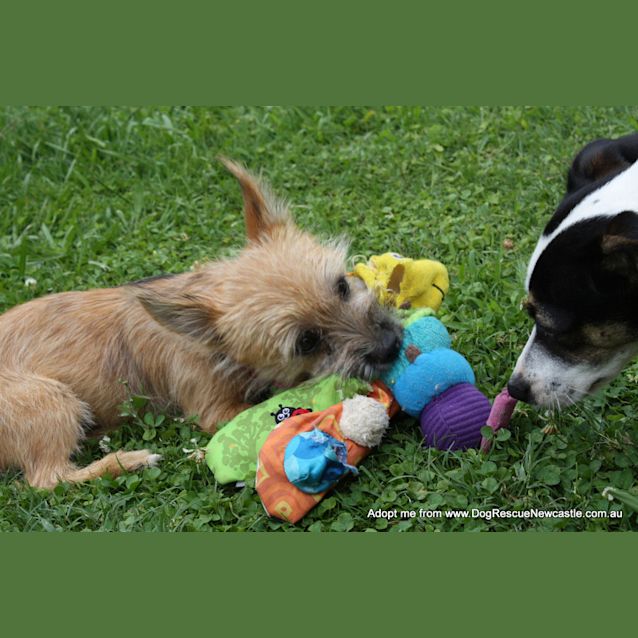 Photo of Malison (On Trial 30/12/14)~ Pom X Terrier Pup