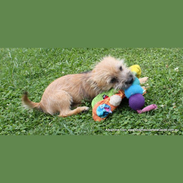 Photo of Malison (On Trial 30/12/14)~ Pom X Terrier Pup