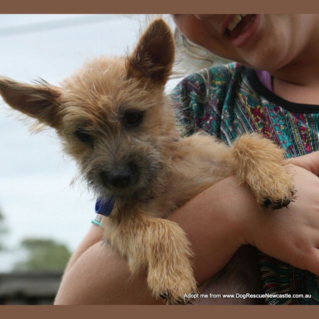Photo of Malison (On Trial 30/12/14)~ Pom X Terrier Pup