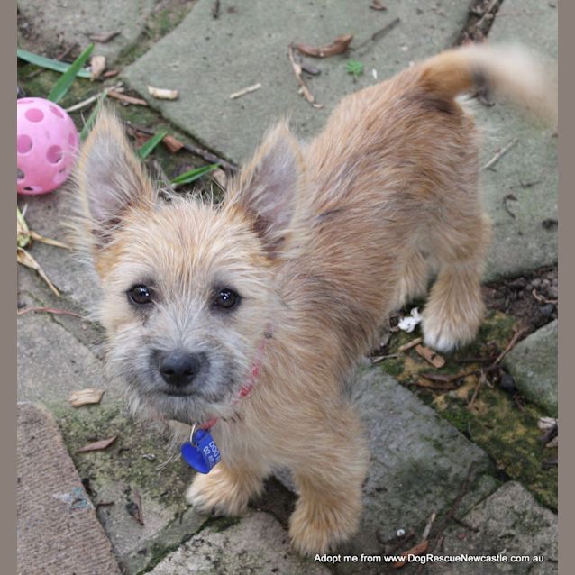 Photo of Malison (On Trial 30/12/14)~ Pom X Terrier Pup