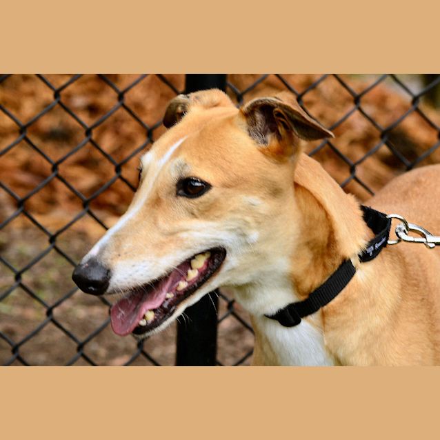 Photo of Tess   Checking Out My New Home