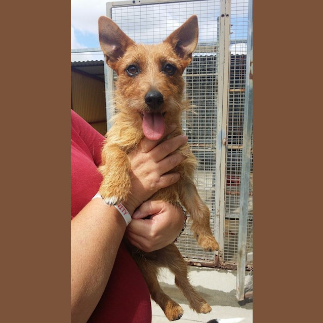 Photo of Rusty