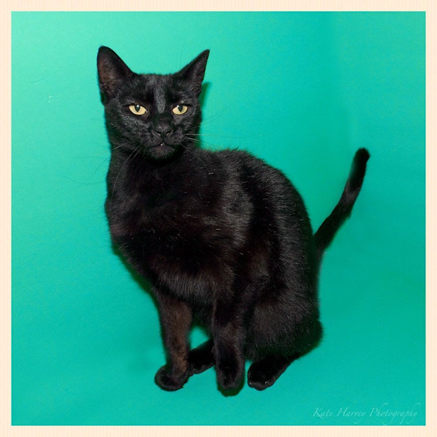 Photo of Gypsy