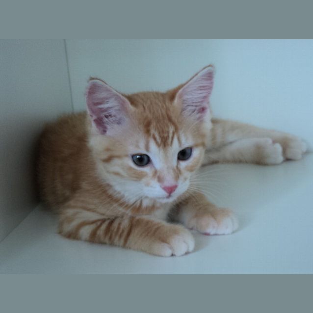 Photo of Missy