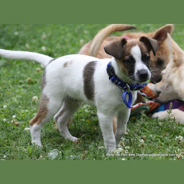 Photo of Sammy (On Trial 11/1/15)~ Jrt X Mini Foxy Puppy