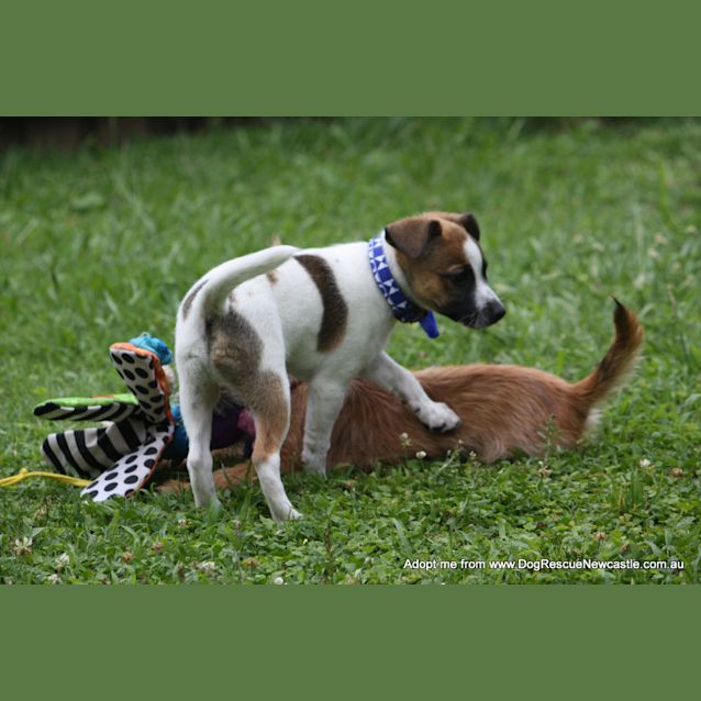 Photo of Sammy (On Trial 11/1/15)~ Jrt X Mini Foxy Puppy