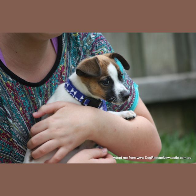 Photo of Sammy (On Trial 11/1/15)~ Jrt X Mini Foxy Puppy