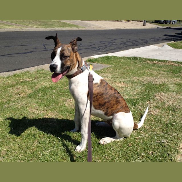 Photo of Piper