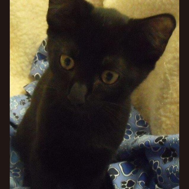 Photo of Midnight