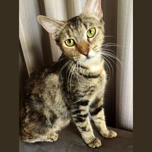 Photo of Peaches