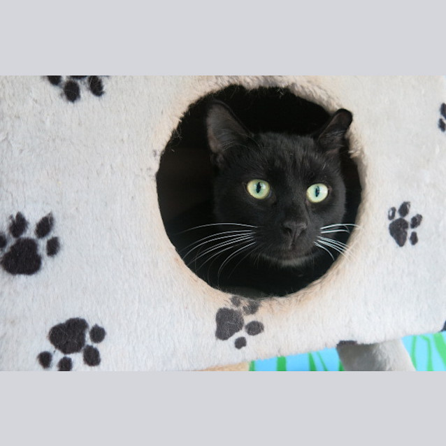 Photo of Blacky