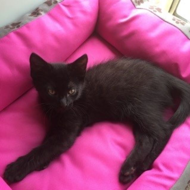 Photo of Pumba