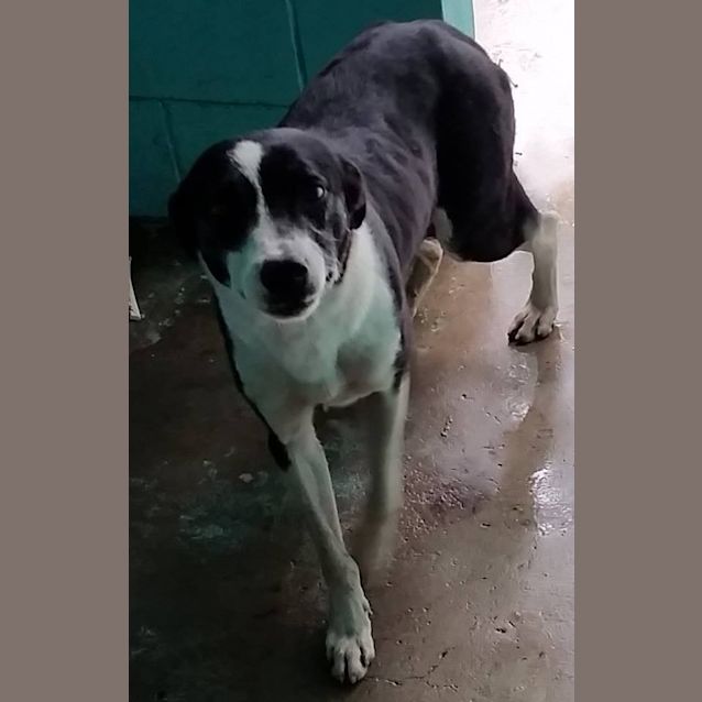 Photo of Brian (Adoption Pending)