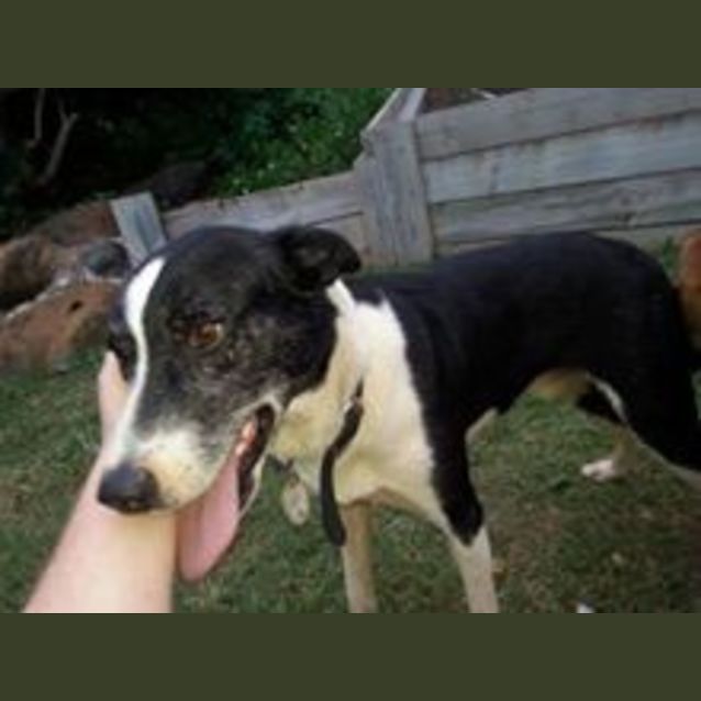 Photo of Brian (Adoption Pending)