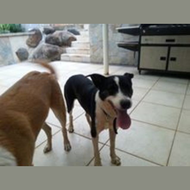 Photo of Brian (Adoption Pending)