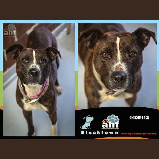 Photo of Chicita 5112 Staffy 6/8yrs