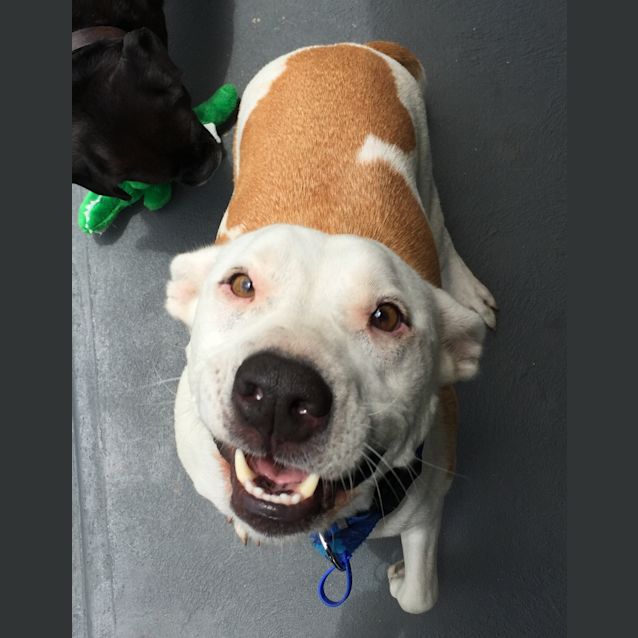 Photo of Baxter (On Trial 10/1/15) ~ Labrador X Staffy