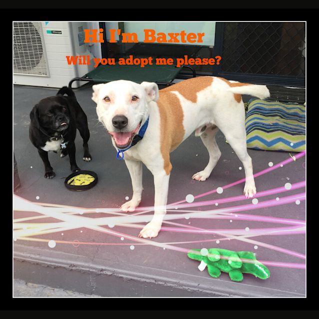 Photo of Baxter (On Trial 10/1/15) ~ Labrador X Staffy