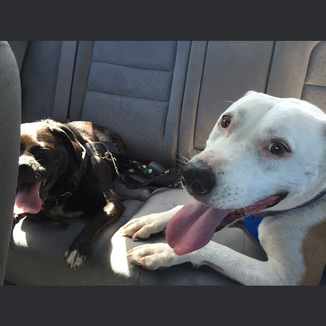 Photo of Baxter (On Trial 10/1/15) ~ Labrador X Staffy