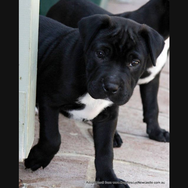 Photo of Mardi (Trial 10/1/15) ~ Labrador X Mastiff Puppy