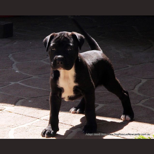 Photo of Mardi (Trial 10/1/15) ~ Labrador X Mastiff Puppy