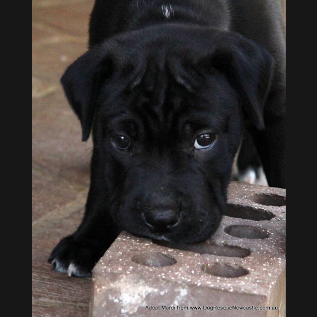 Photo of Mardi (Trial 10/1/15) ~ Labrador X Mastiff Puppy