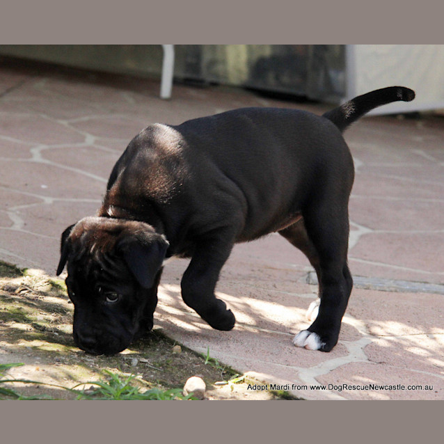 Photo of Mardi (Trial 10/1/15) ~ Labrador X Mastiff Puppy