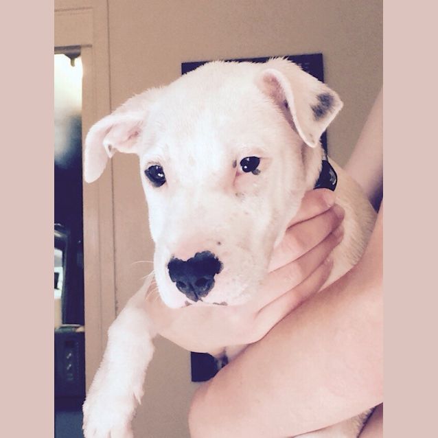 Photo of Puppy Kye (On Trial 24/1/15)~ I'm Deaf! 