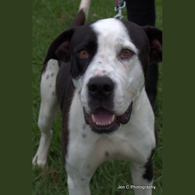 Photo of Django